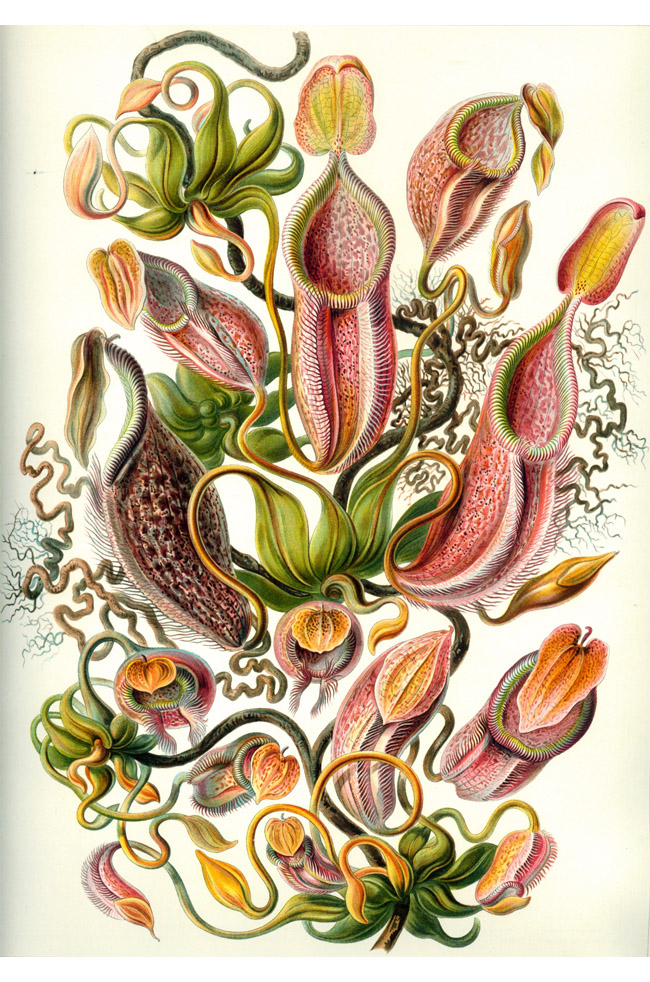Ernst Haeckel: Nepenthaceae