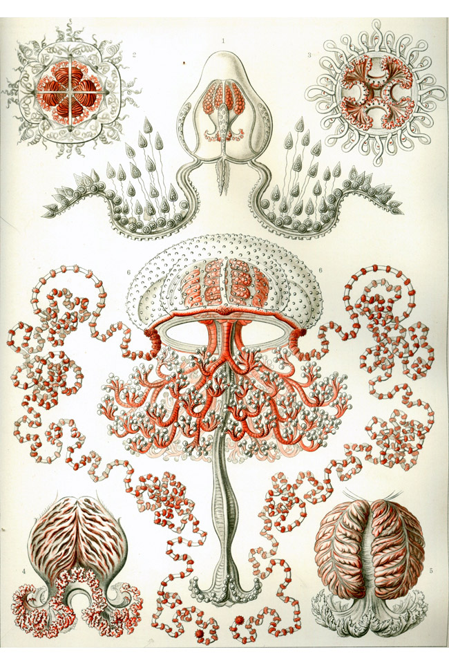 Ernst Haeckel: Anthomedusae