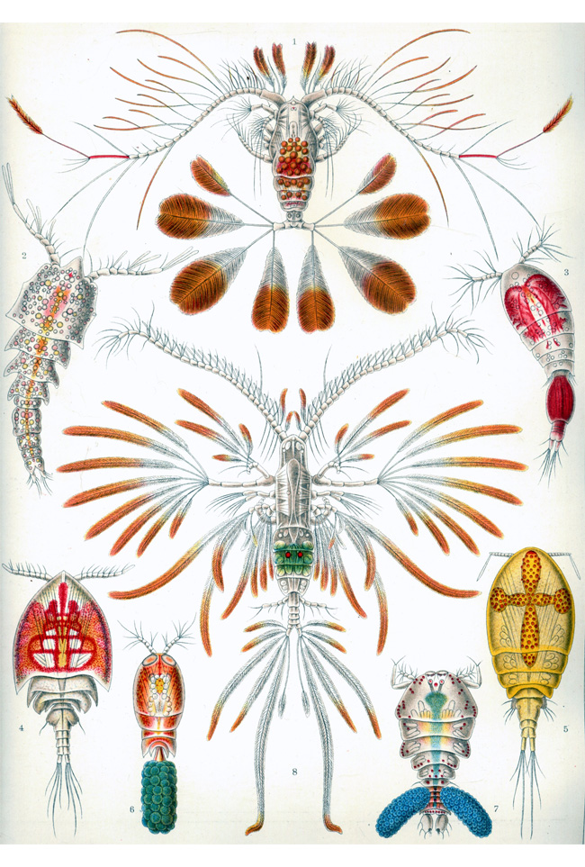 Ernst Haeckel: Copepoda