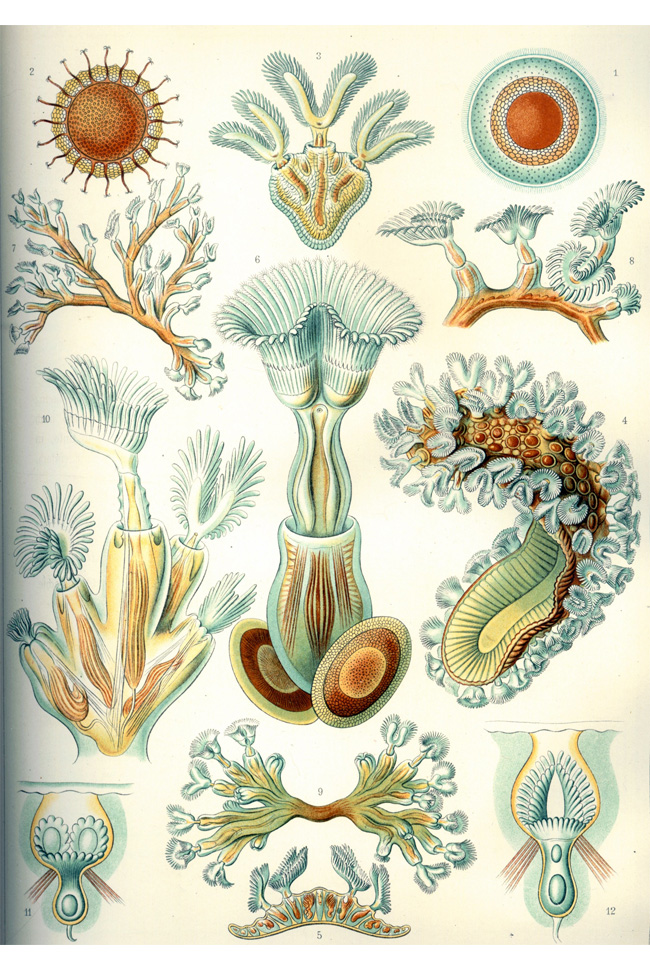Ernst Haeckel: Bryozoa