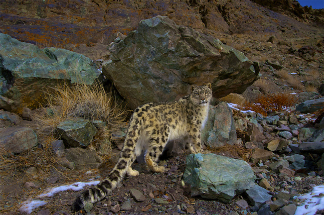 Steve Winter: Snow Leopard 1 Steve Winter: Snow Leopard 1