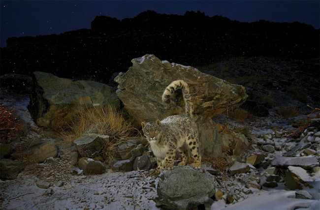 Steve Winter: Snow Leopard 2 Steve Winter: Snow Leopard 2