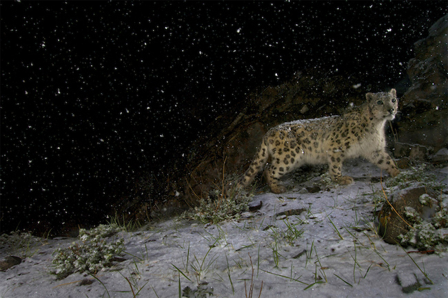 Steve Winter: Snow Leopard 3 Steve Winter: Snow Leopard 3