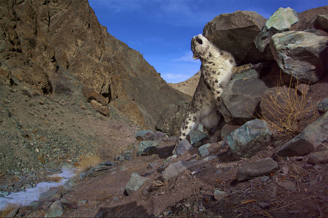Steve Winter: Snow Leopard 4 Steve Winter: Snow Leopard 4