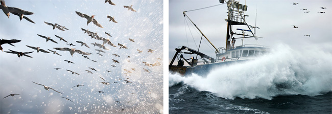 Corey Arnold: Salt Birds (L); Arctic Hunter (R)